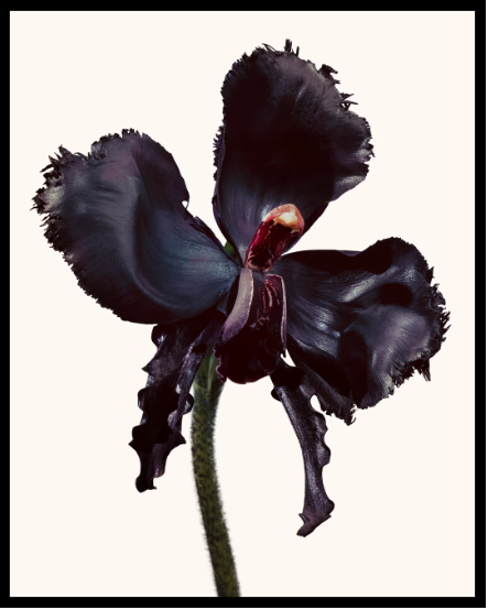 Tom Ford Black Orchid Reserve Parfum