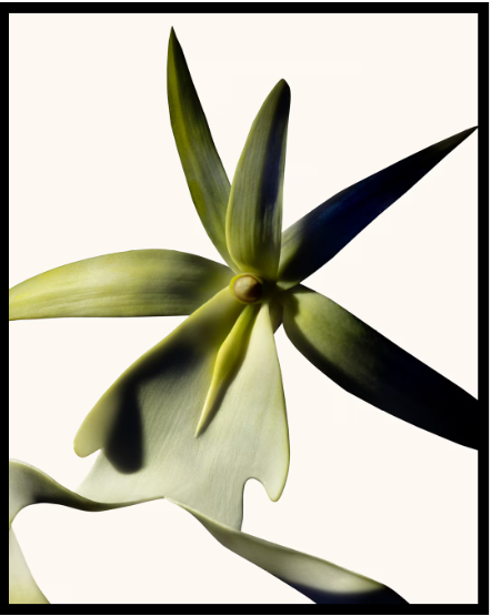 Tom Ford Black Orchid Reserve Parfum