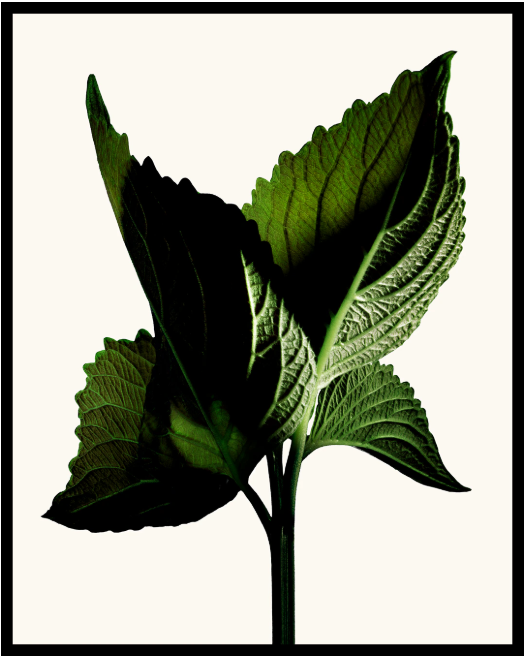 Tom Ford Black Orchid Reserve Parfum