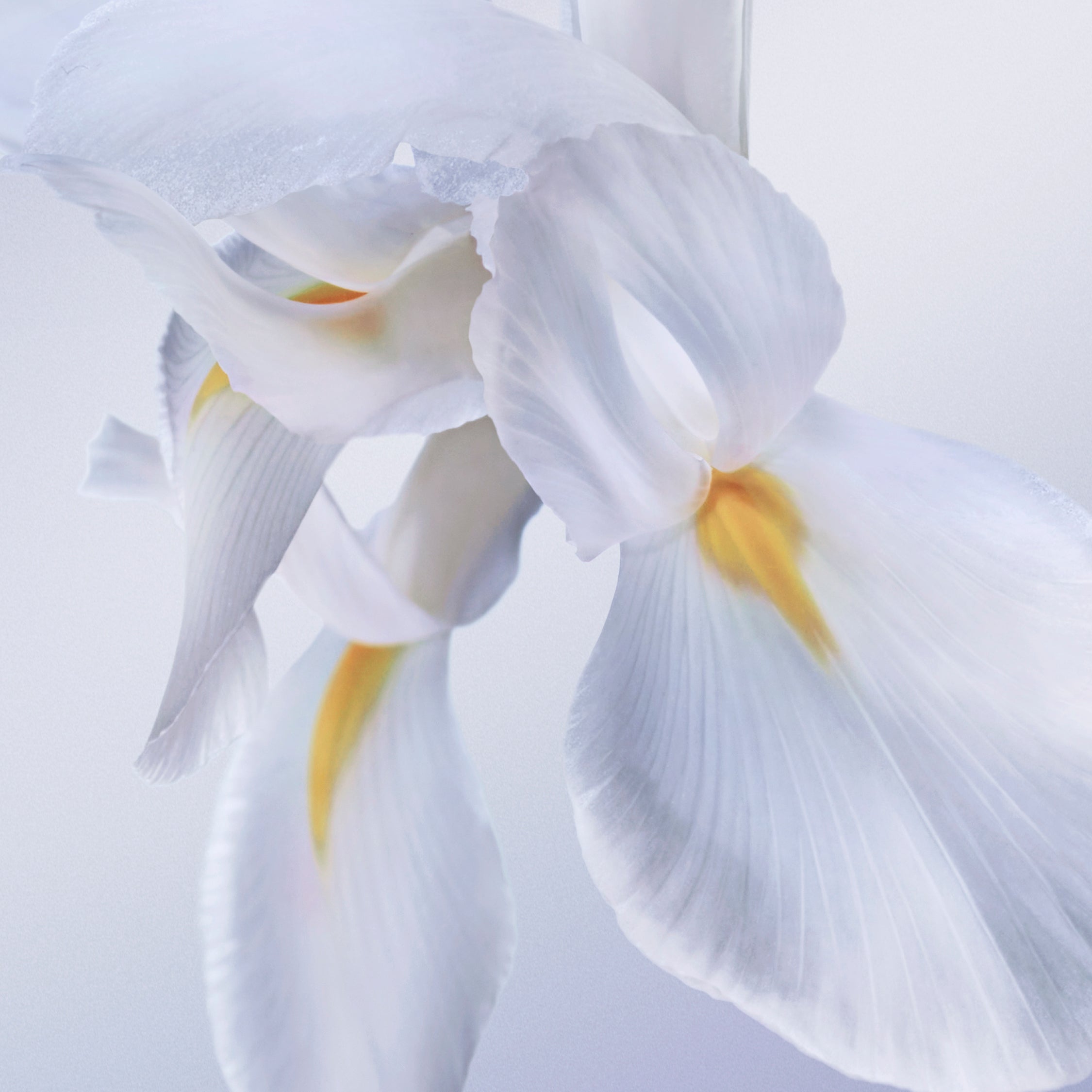 LANCOME La Ve Est Belle Rose Extraordinaire